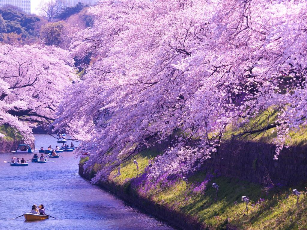 people in boats on a river under cherry trees at Hotel Owl Tokyo Shinbashi in Tokyo
