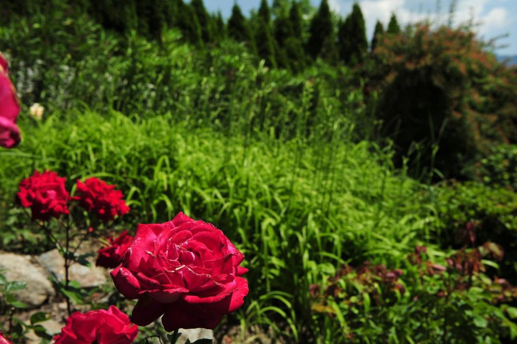 Vonkajšia záhrada v ubytovaní Haus Rosengarten