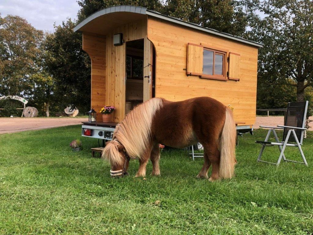 a horse grazing in the grass in front of a cabin at Schäferwagen Altensteig in Altensteig