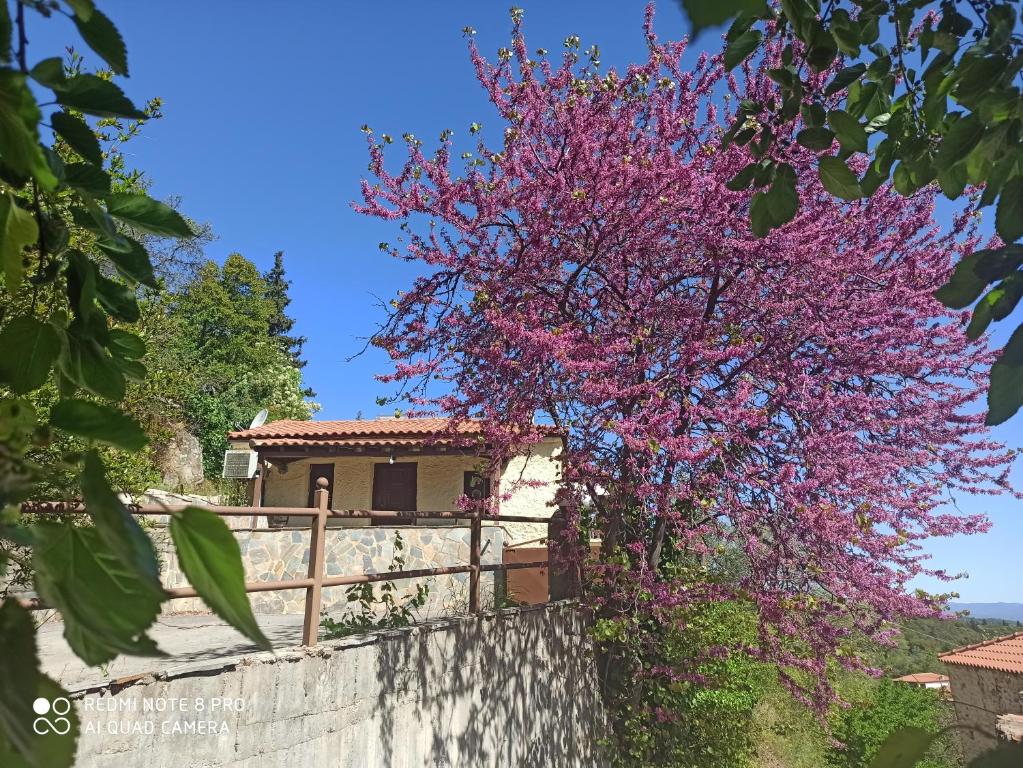 a tree with pink flowers in front of a house at ForestRock Studio FOR SALE TOO in Sparti