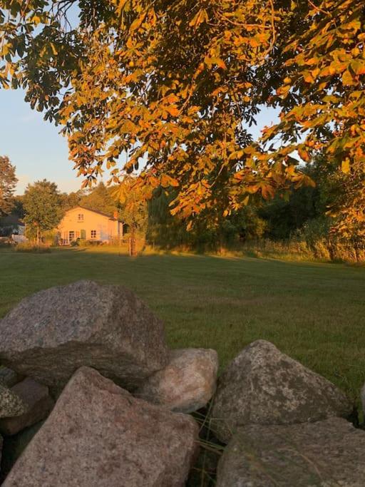 a pile of rocks in front of a tree at Landhaus „Blattgold“ in Lohme