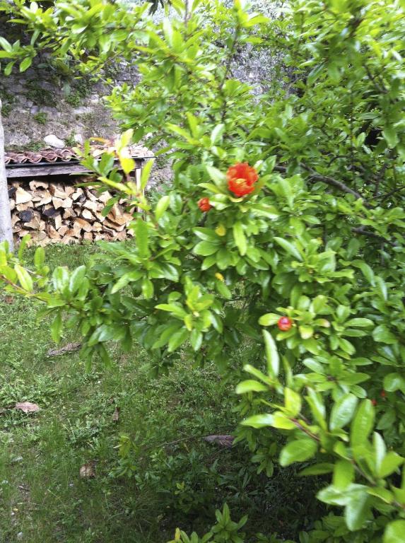 Ogród w obiekcie 3 rooms apartment whit balcony and lake wiew