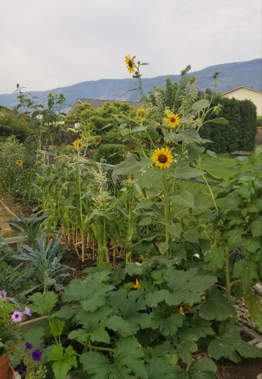 Global Village Permaculture - Habitación De La Reina