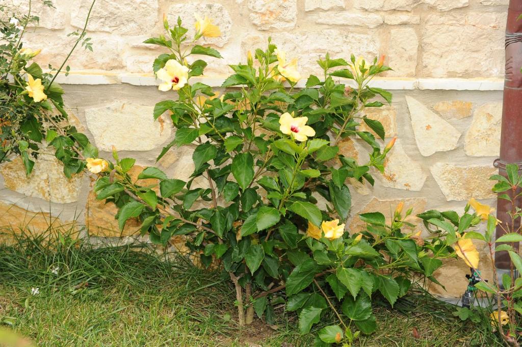Zahrada ubytování Ammos Zante Villas
