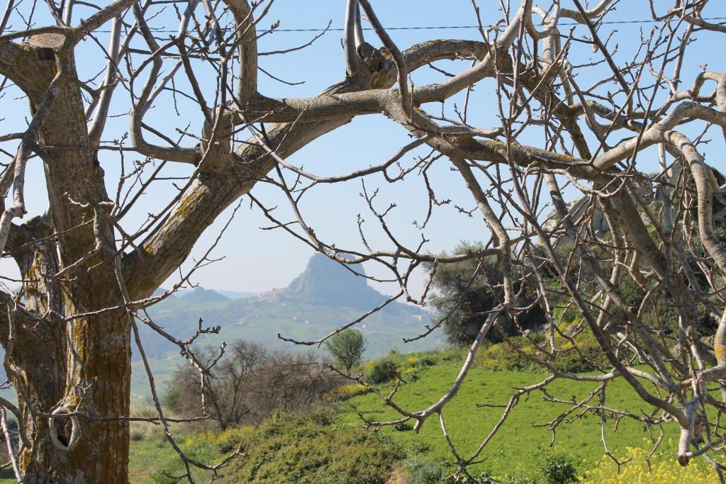 una rama de un árbol con una montaña en el fondo en Bed and Breakfast Padalino, en Mussomeli