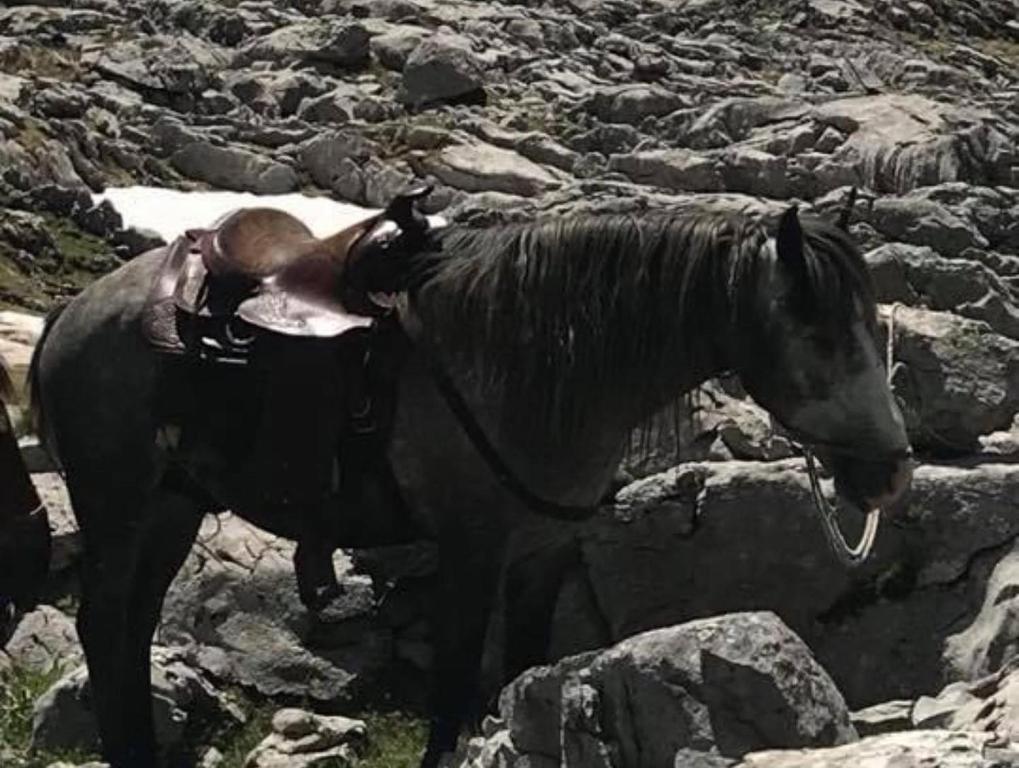 a horse with a hat on its back standing on rocks at Dedushi Guesthouse &Wood cabins-Camping place in Gusinje