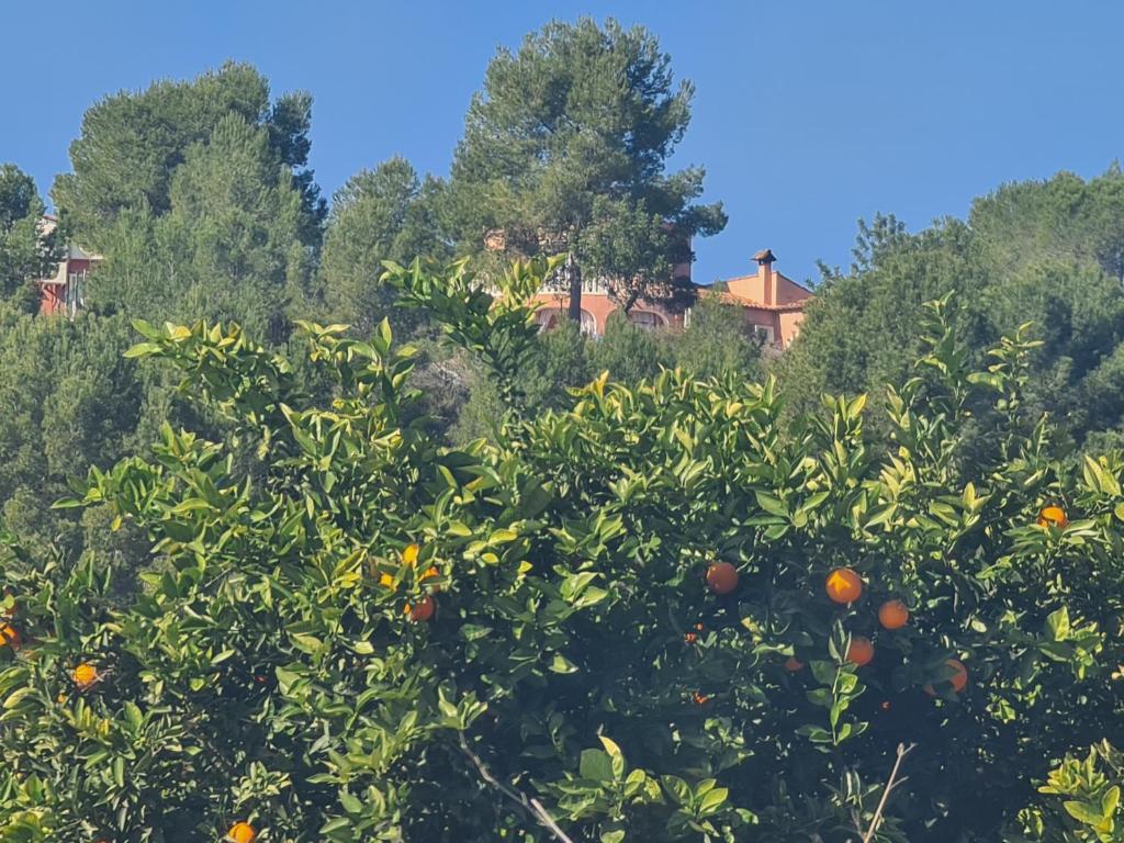 an orange tree in front of a house at Château Angélique in Valencia