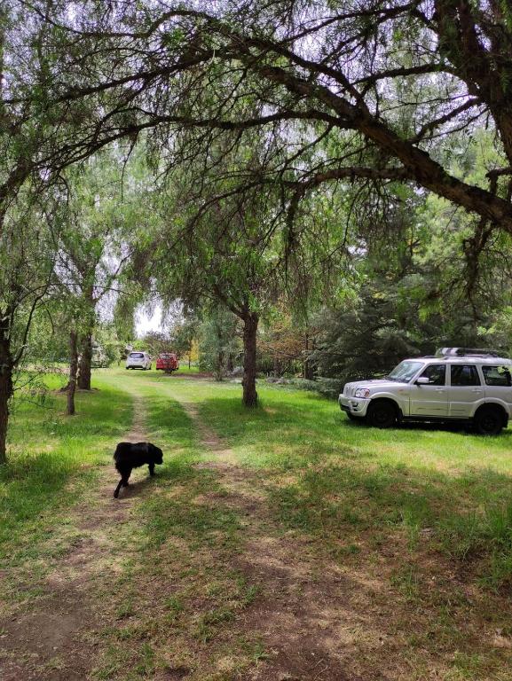 Domácí mazlíčci ubytovaní s hosty v ubytování Glamping Remanso del Espíritu