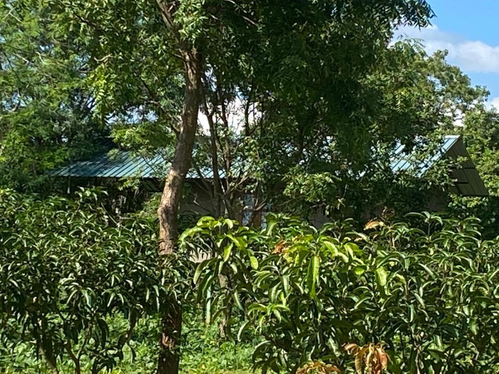 Zahrada ubytování mango villa wilpattu