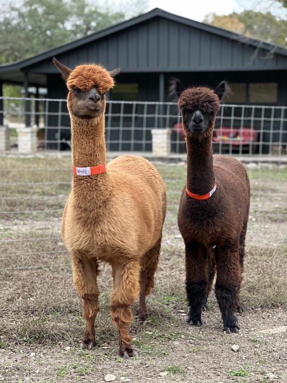 Relaxing Alpaca Ranch Mins from Downtown Wimberley - Maison D'une Chambre