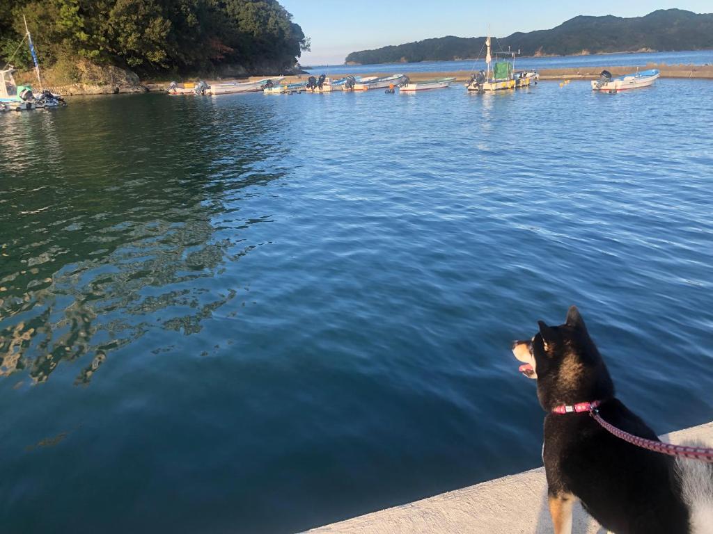 a dog on a leash looking at the water at 桃源郷 in Futami