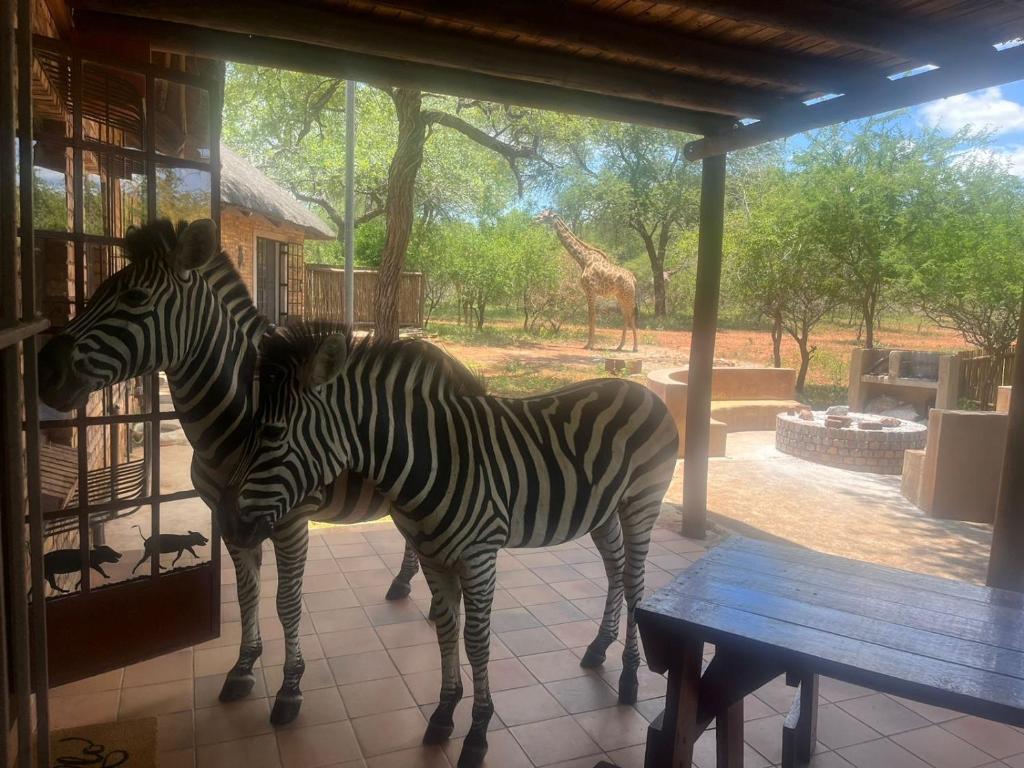 zwei Zebras stehen neben einem Tisch und eine Giraffe in der Unterkunft Intundla's Rest in Marloth Park