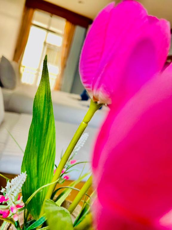 Fotografie z fotogalerie ubytování Innarm House Patong v destinaci Pláž Patong