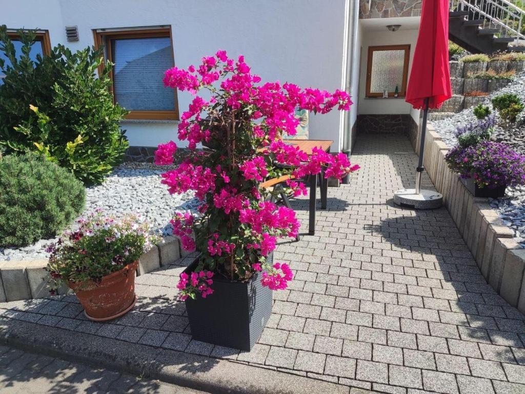un gruppo di fiori in vasi su un patio di Ferienwohnung Moselzeit ad Alken