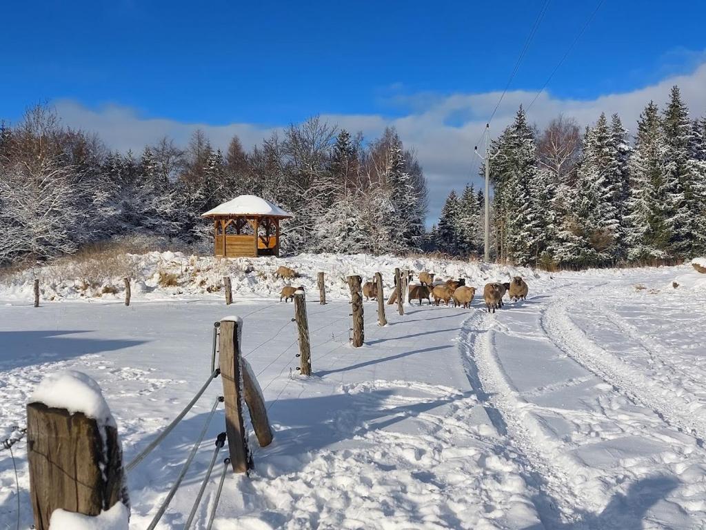 Fotografie z fotogalerie ubytování CHALET BORŮVKA - biofarma na samotě v lesích v destinaci Pavlov