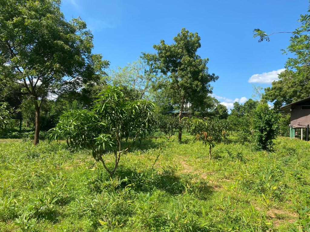 Zahrada ubytování mango villa wilpattu