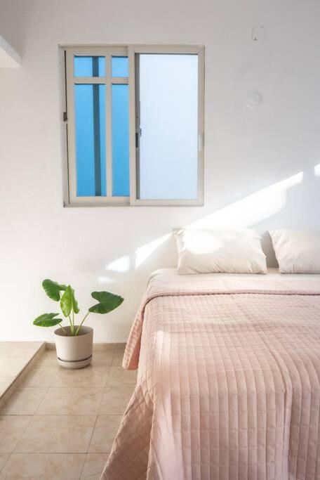 a bedroom with a bed and a window and a potted plant at Casa Medina in Chetumal