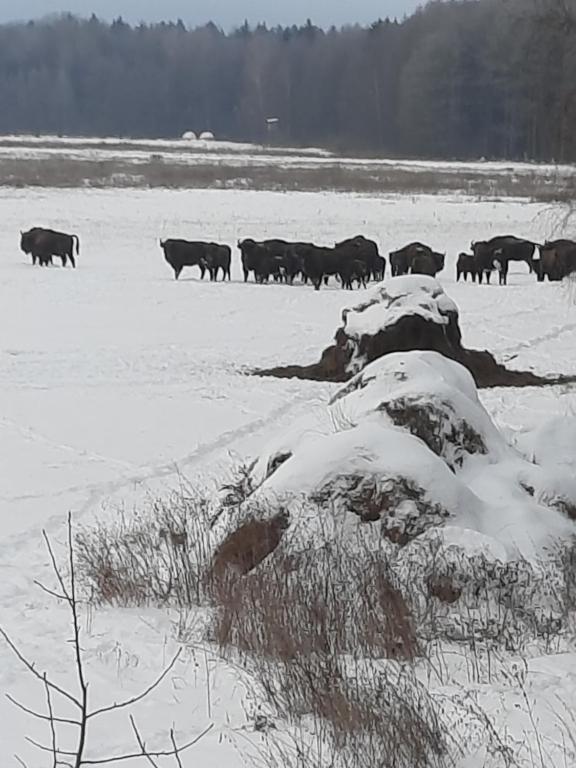 Zvieratá na farme alebo blízkom okolí