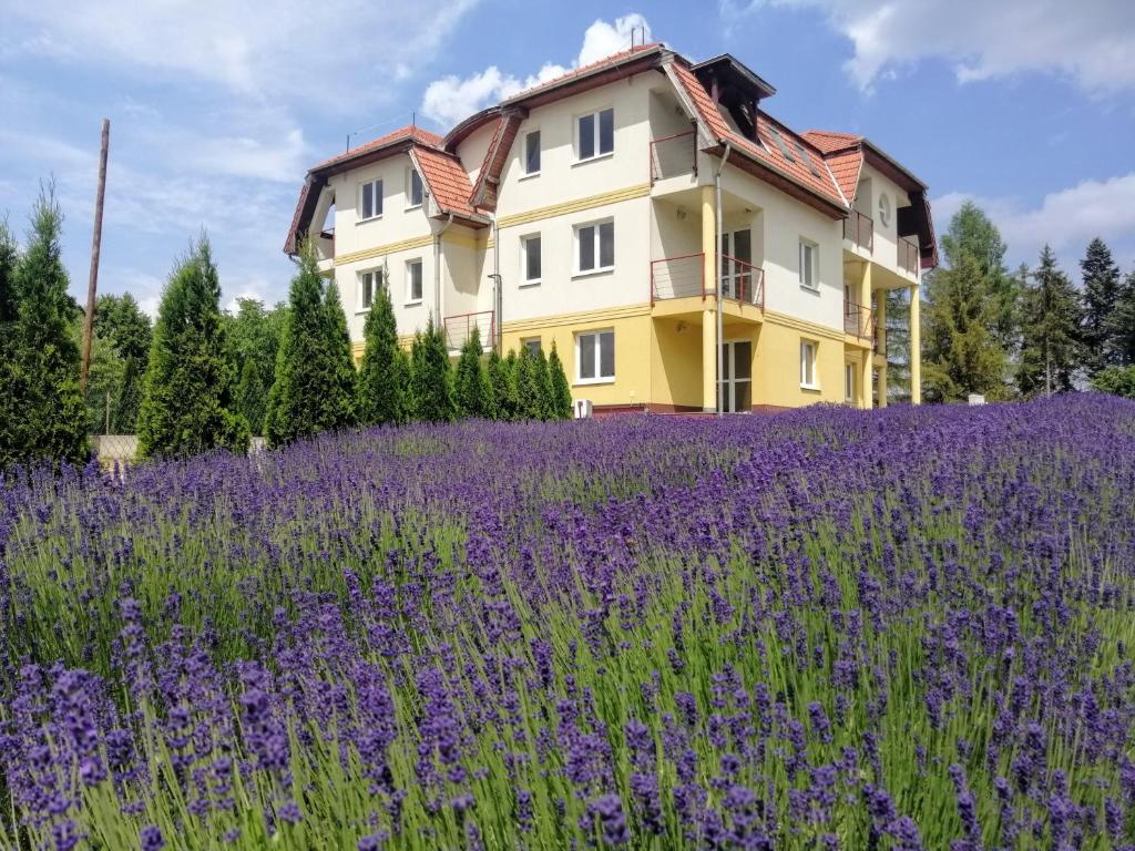 ein Haus mit einem Feld lila Blumen in der Unterkunft Levendula Apartman Bükkszentkereszt in Bükkszentkereszt