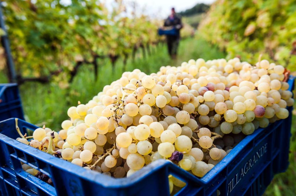 Fotografie z fotogalerie ubytování Wine Resort Villagrande v destinaci Milo