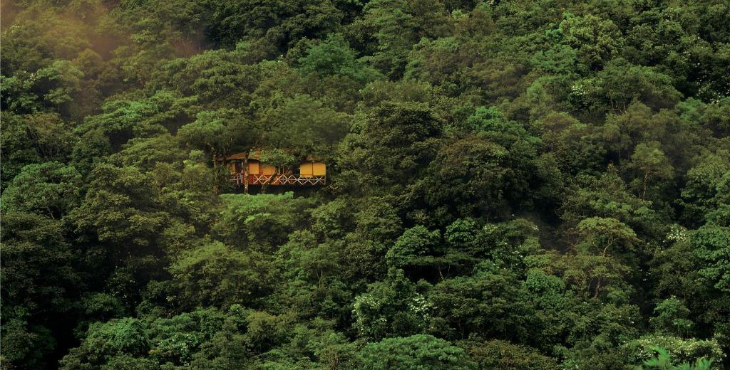 une cabane dans les arbres au milieu d'une forêt dans l'établissement Vythiri Resort, à Vythiri