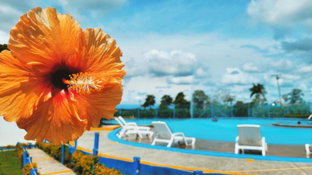 a large orange flower on a fence in front of a pool at APARTAMENTO en el QUINDÍO cerca al PARQUE DEL CAFÉ in Montenegro