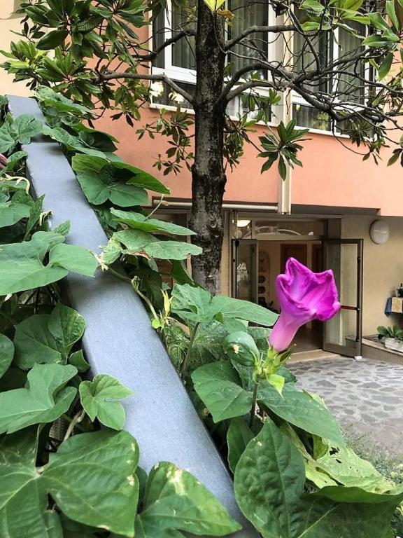 Zahrada ubytování Hotel President