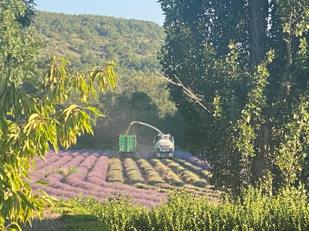 un camión blanco conduciendo a través de un campo de flores en Gîte Le Tramontane Meublé de tourisme 4 étoiles Le Moulin de Prédelles en Reillanne