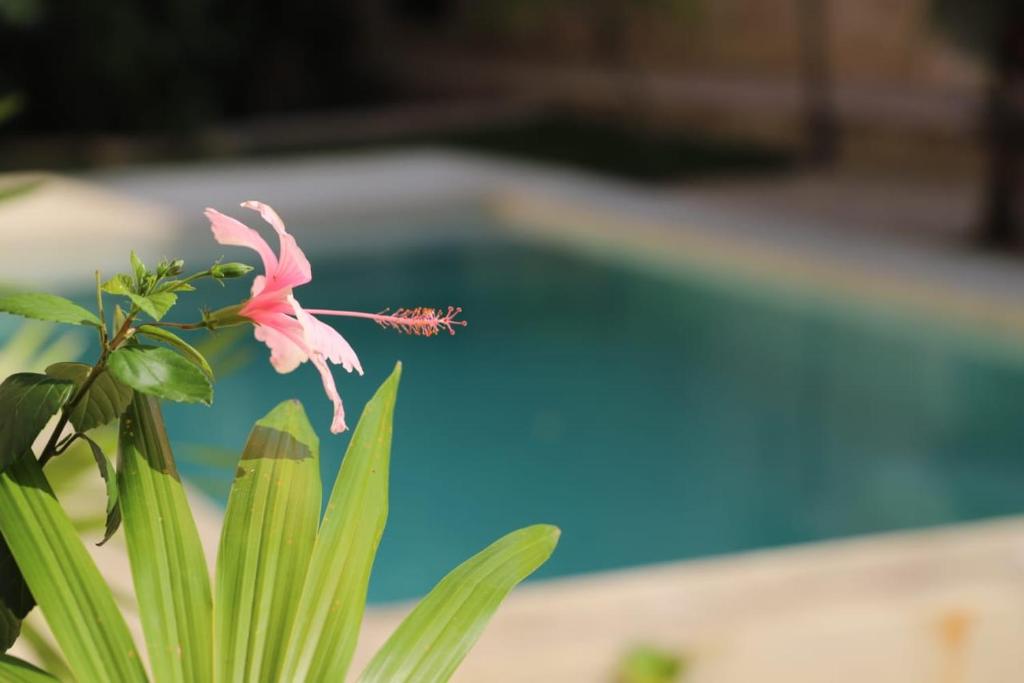 Bazén v ubytování Nuik Casa Tropical nebo v jeho okolí