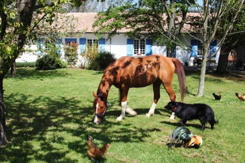 a horse and a dog in a yard with chickens at soir de lune in Lorp Sentaraille