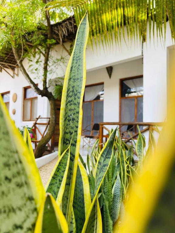 Aed väljaspool majutusasutust Babalao Bungalows