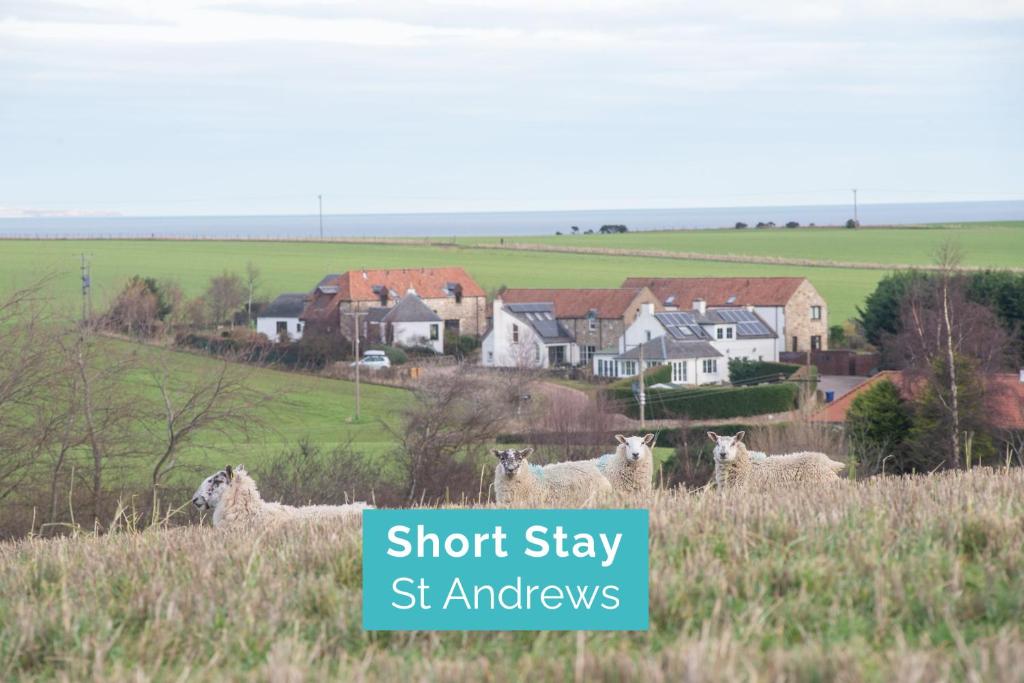 un troupeau d'ovins dans un champ abritant des maisons dans l'établissement Stunning Farm Steading - 5 Mins to St Andrews, à St Andrews