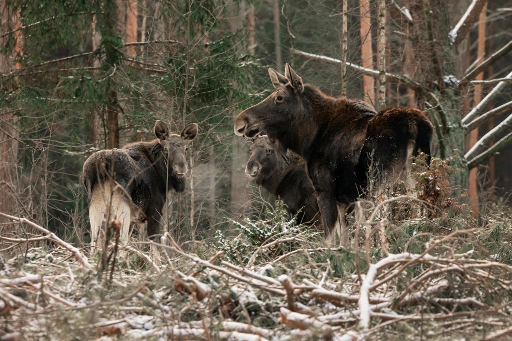 Zvieratá v dovolenkovom dome alebo blízkom okolí