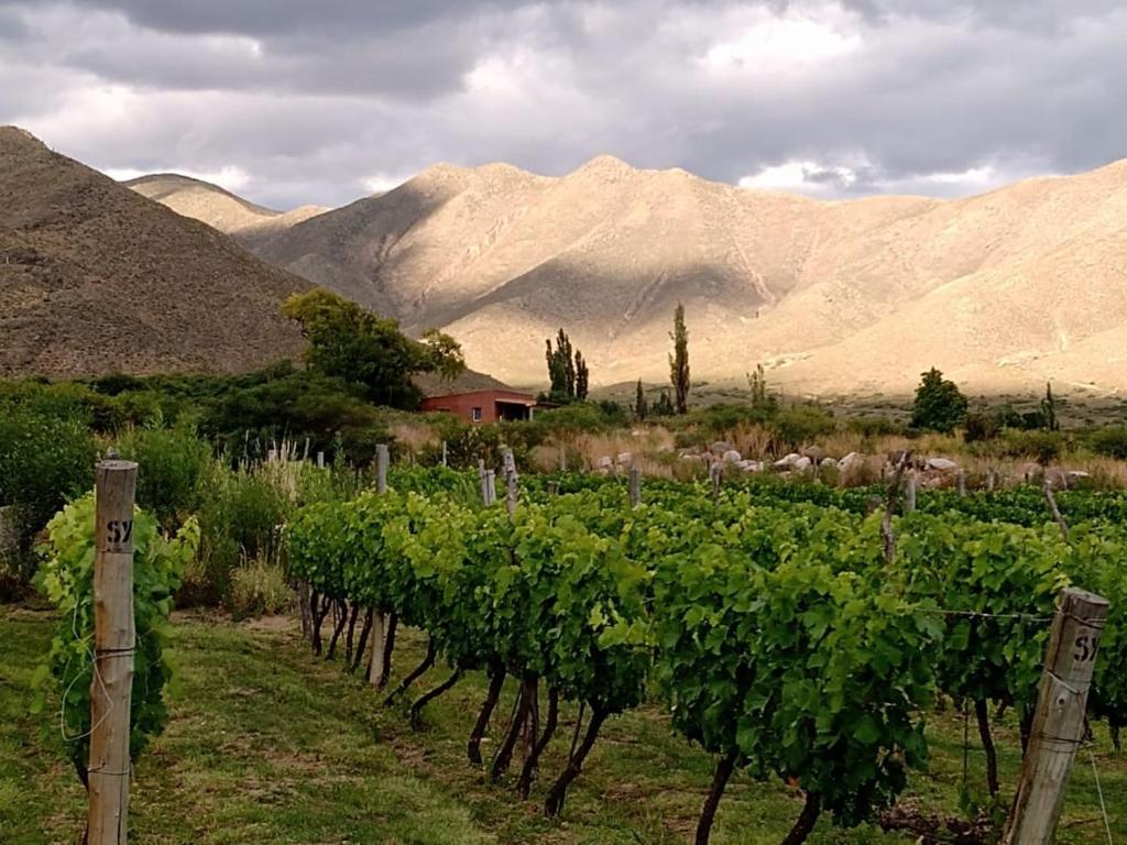 a row of vines in a field with mountains in the background at Fincachica in Cachí