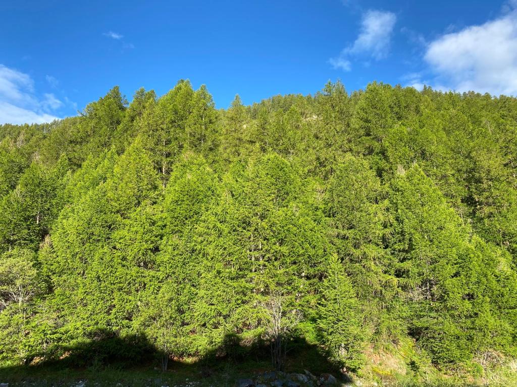 a hill covered in green trees with a blue sky at residence clos la Chalp II in Molines-en-Queyras