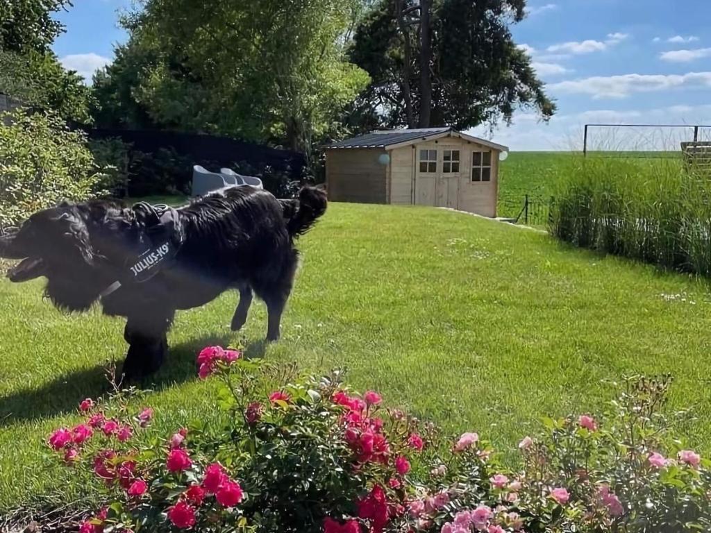 Zvířata v prázdninového domu nebo okolí