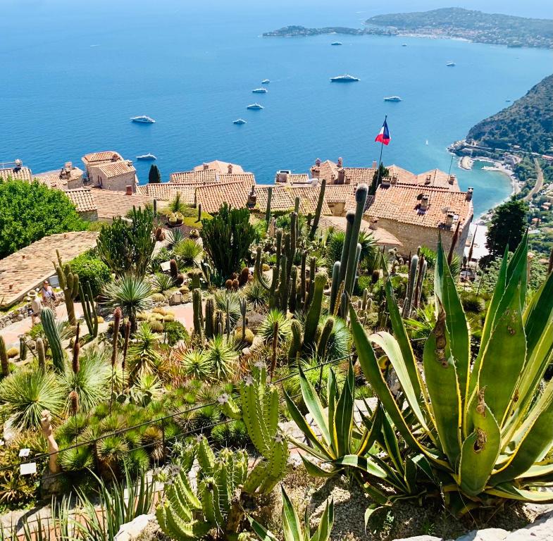 un groupe de cactus sur une colline à côté de l'océan dans l'établissement Le Vallombrosa T2, à Cannes