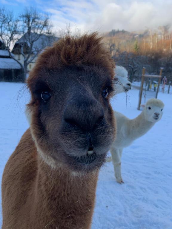 a close up of a llama in the snow at Chalet Bavaria in Sankt Lorenzen ob Murau