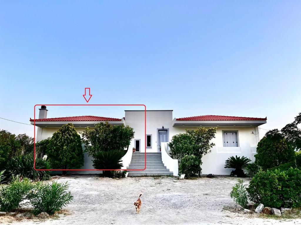 a dog standing in front of a house at EvgatisBeach Loyskoy 1 in Thános