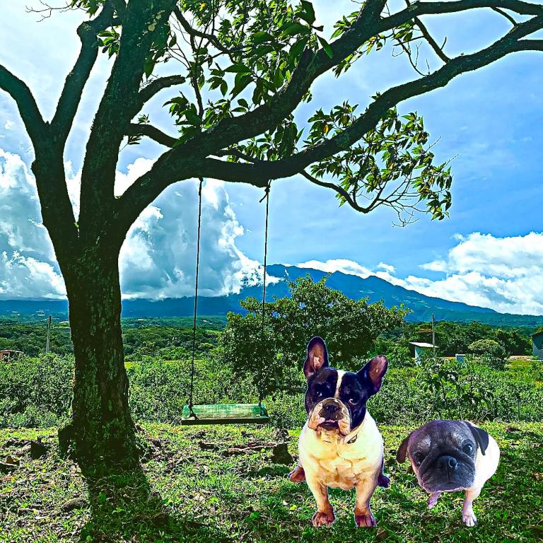 Mascotas con sus dueños en Linda Vista Cabins