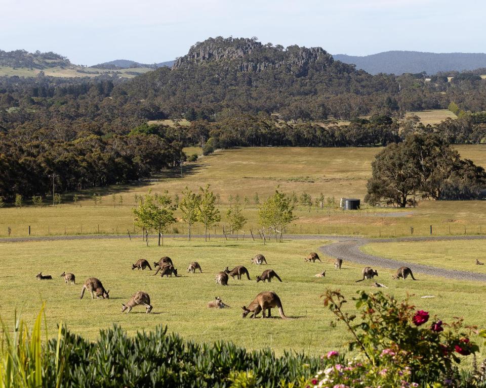 a herd of animals grazing in a field at Hanging Rock Views in Woodend