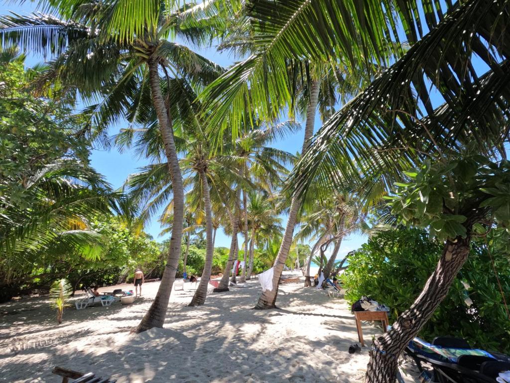 Blue Water Thoddoo Inn - 6