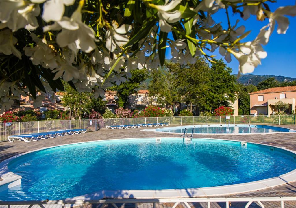 une grande piscine avec des chaises et un arbre dans l'établissement Villa de Mélody 17, à Moriani-Plage