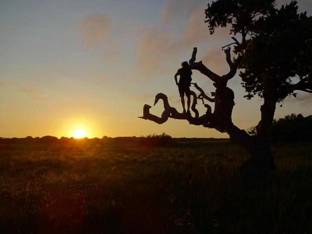 two people sitting in a tree at sunset at Winterdodgers Backpackers and Campsite in Sodwana Bay