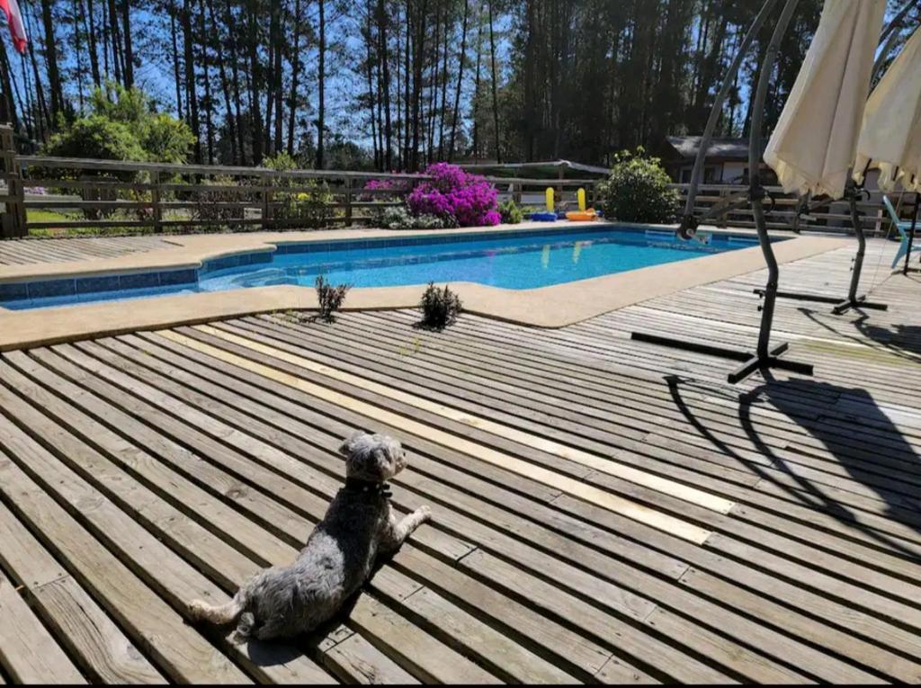 un perro sentado en una terraza junto a una piscina en Cabañas Renacer en Casa Grande - Algarrobo, en Algarrobo