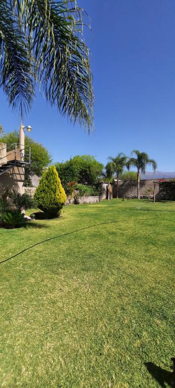 a field of grass with a palm tree in the foreground at Umbrella 2 in La Rioja