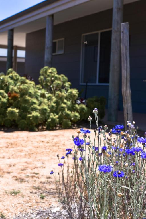 a blue house with blue flowers in front of it at Bremer Bay B&B in Bremer Bay