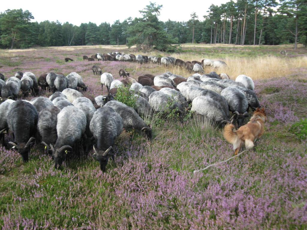 a herd of sheep and a dog in a field at Der Schnuckenhof in Schneverdingen