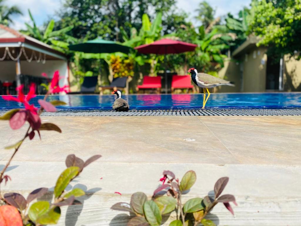 three birds standing on the edge of a swimming pool at The Kingslayer Resort in Negombo