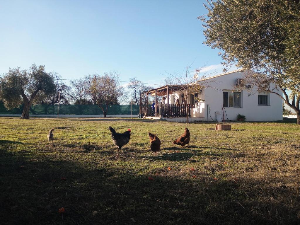 three chickens standing in the grass in front of a house at Casa de Campo Los Manueles Ideal Perros Pet Friendly in Gójar